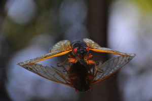 Things Around Here That Got Attacked by Cicadas Yesterday