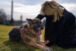 They’re Here: First Pups Major and Champ Biden Have Moved Into the White House