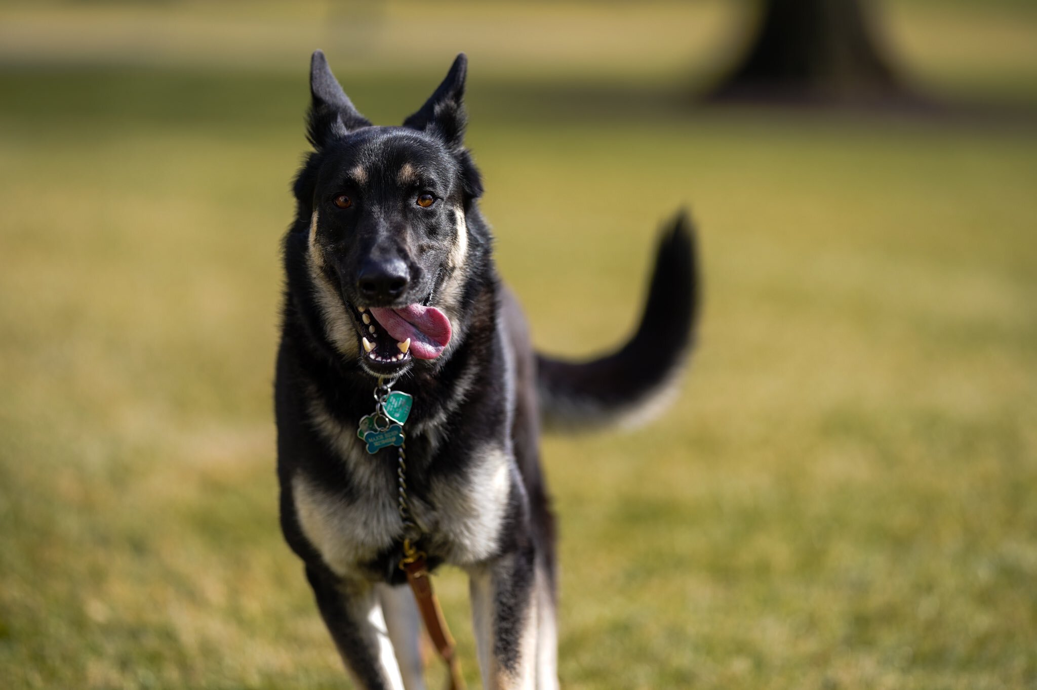 major biden dog - Washingtonian