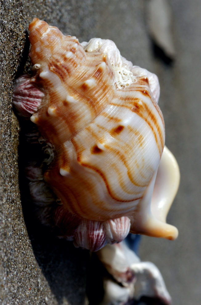 Picture via Flickr Commons by Bernard Spragg. Picture via Flickr Commons by Bernard Spragg.
