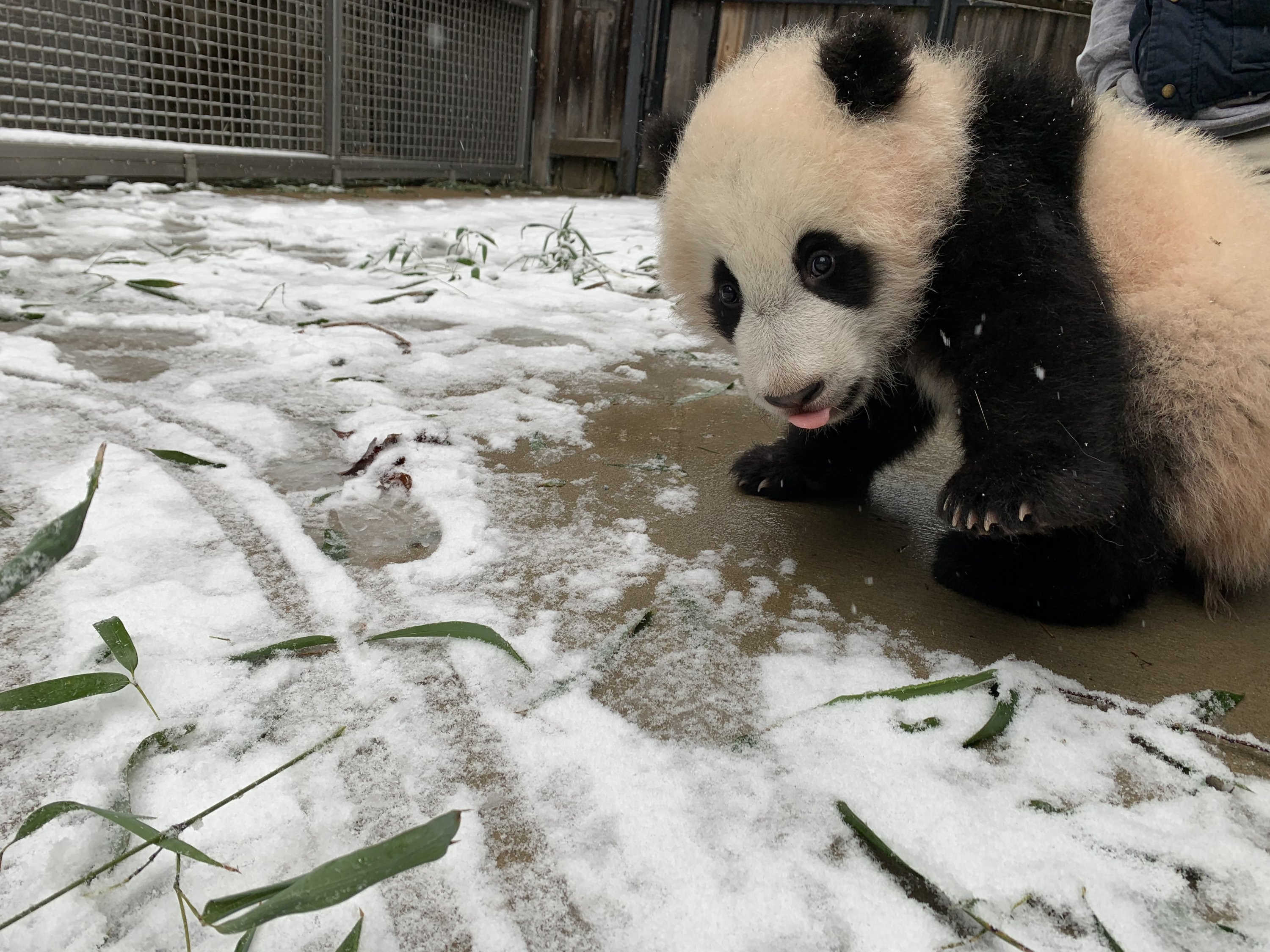 GiantPandaCubXiaoQiJi_Photo_Smithsonian - Washingtonian