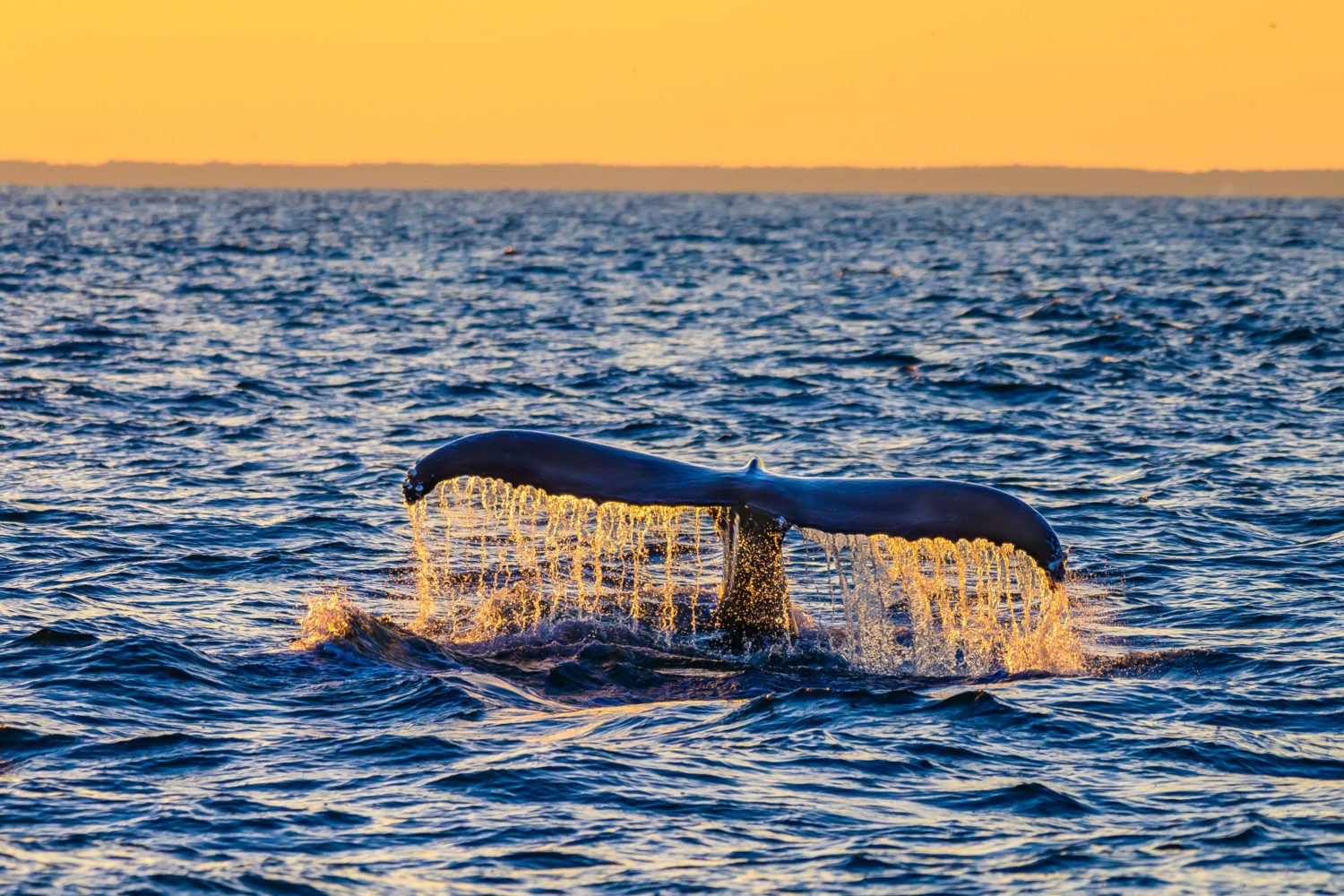 whale watching Virginia Beach