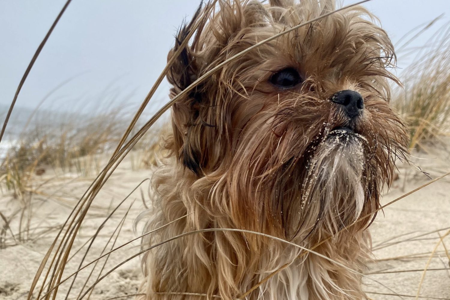 Whiskey was rescued on Sunday and returned to his family. Photo courtesy of Elizabeth Ferguson.