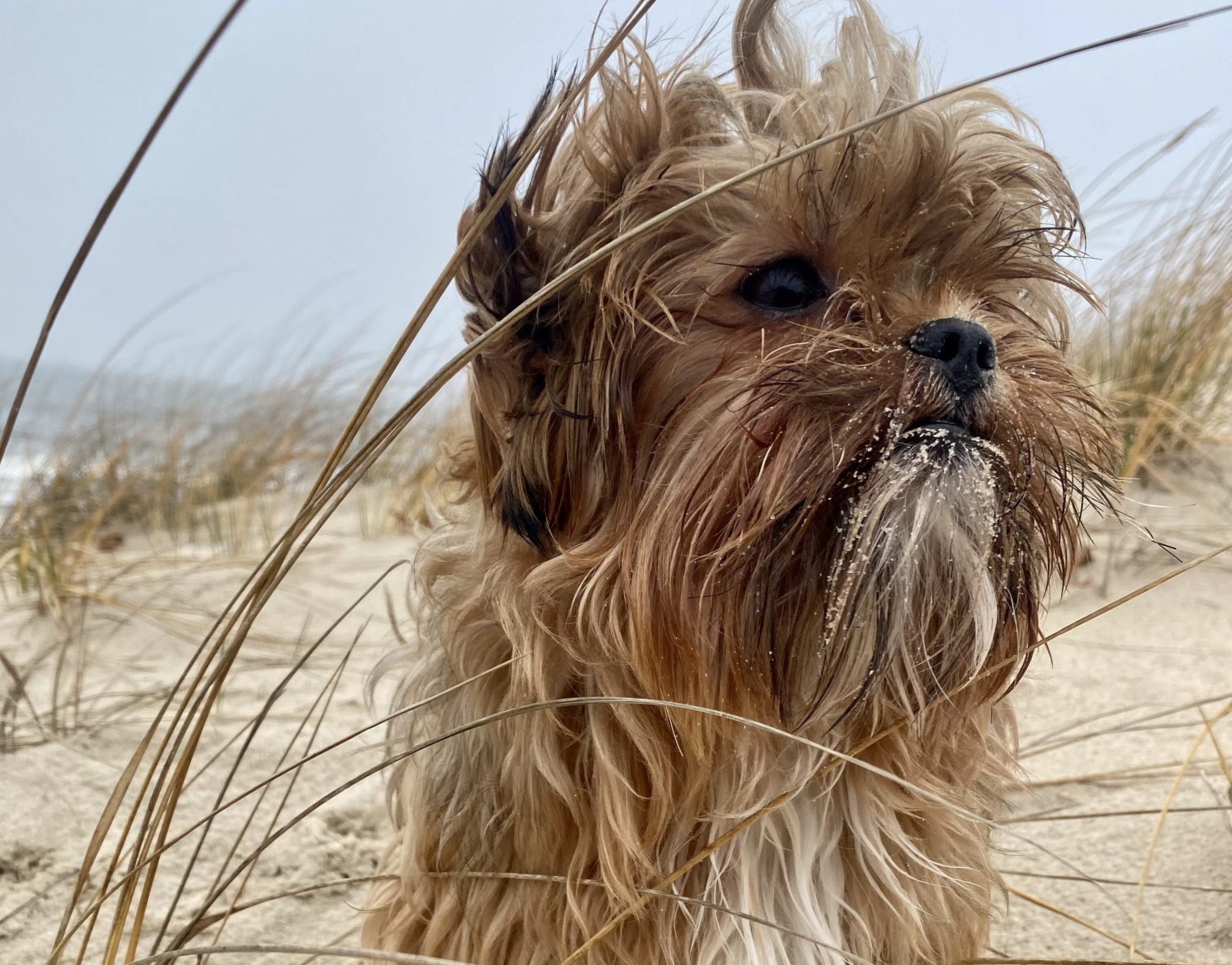 Whiskey was rescued on Sunday and returned to his family. Photo courtesy of Elizabeth Ferguson.