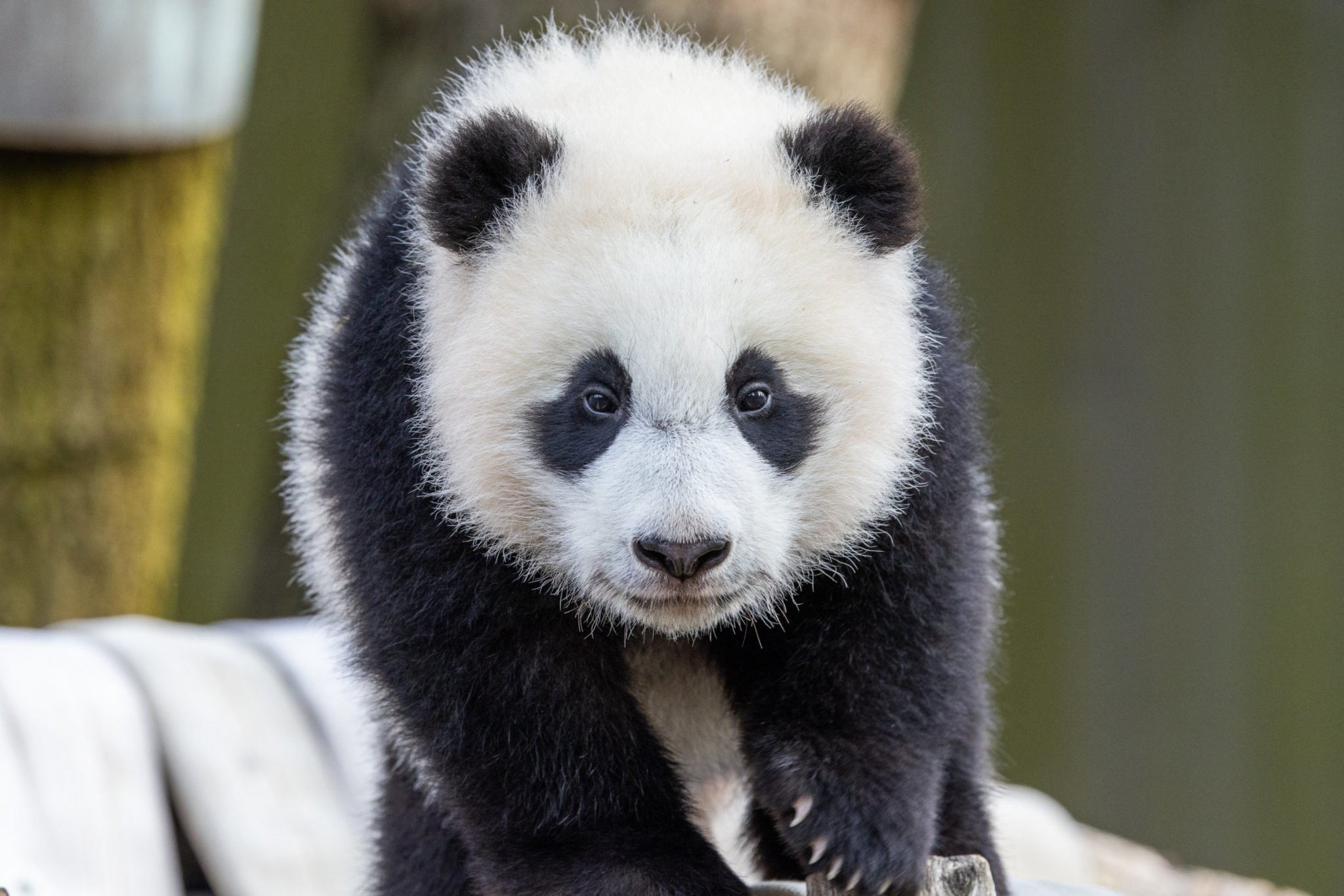Visitors will soon be able to see baby panda Xiao Qi Ji at the zoo. Photo courtesy of Smithsonian’s National Zoo.