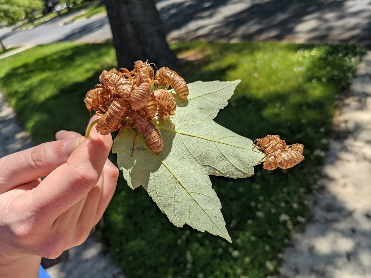 Photograph from @trilobiteglass on Twitter.