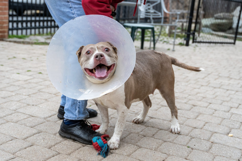 Humane Rescue Alliance Waives Adoption Fees for Large Dogs - Vimarsana News
