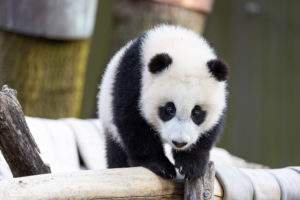 People Finally Got to See the Baby Panda This Past Weekend