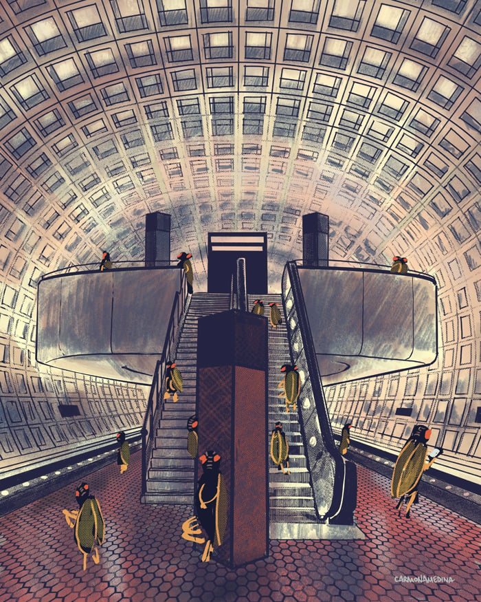 Cicadas Metro