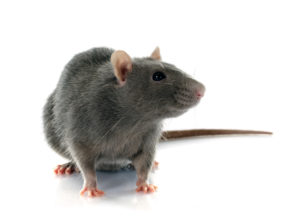 Here Come the Cicada Rats