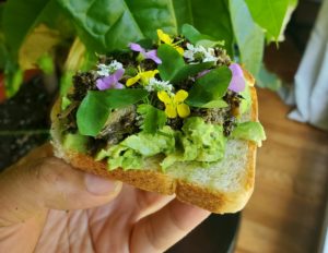 This DC-Area Chef Is Making Cicada Scampi, Brood X Laab, and Avocicada Toast