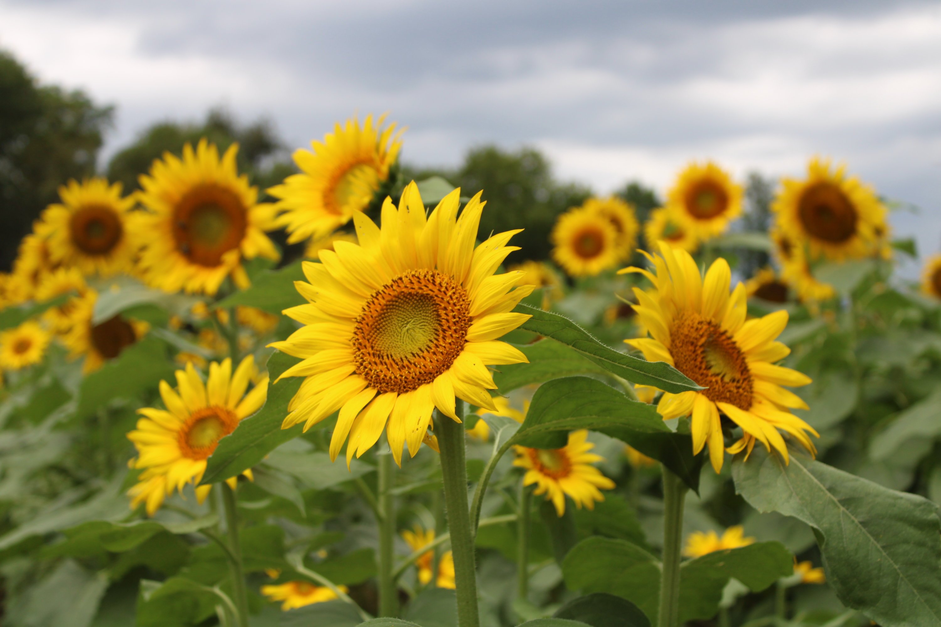 Sunflowers