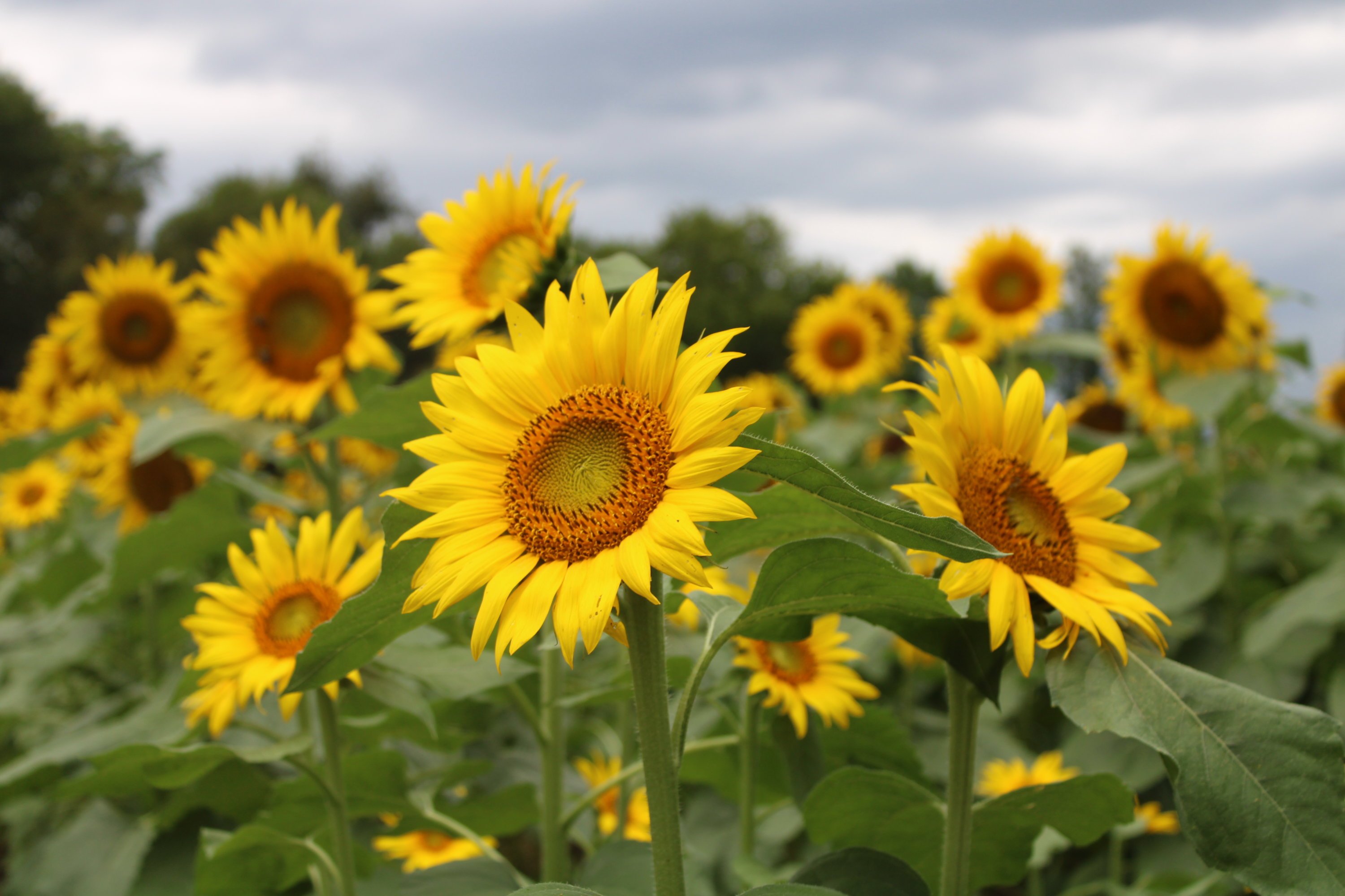 The Sunflowers Are Out. Here Are Places to See—and Pick—Them in Maryland  and Virginia. - Washingtonian