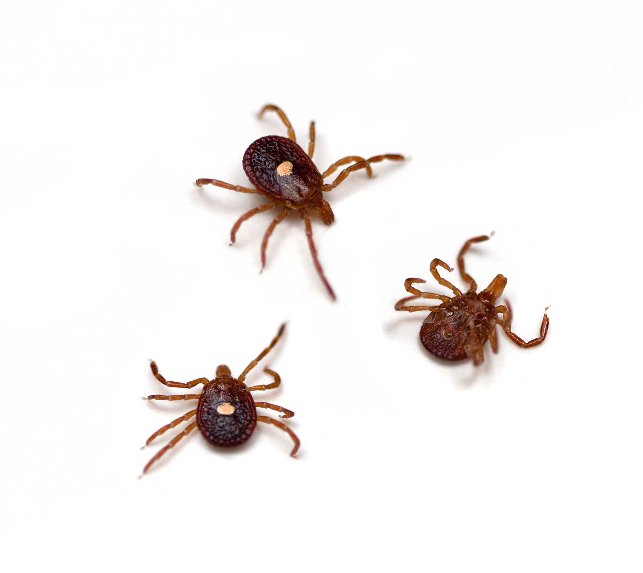 New Tick Is Making People Allergic to Red Meat - Washingtonian
