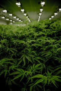 Legalize Weed: Democrats Propose a New Senate Bill That Could Make It Real