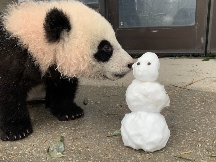 Photo courtesy of Smithsonian's National Zoo.