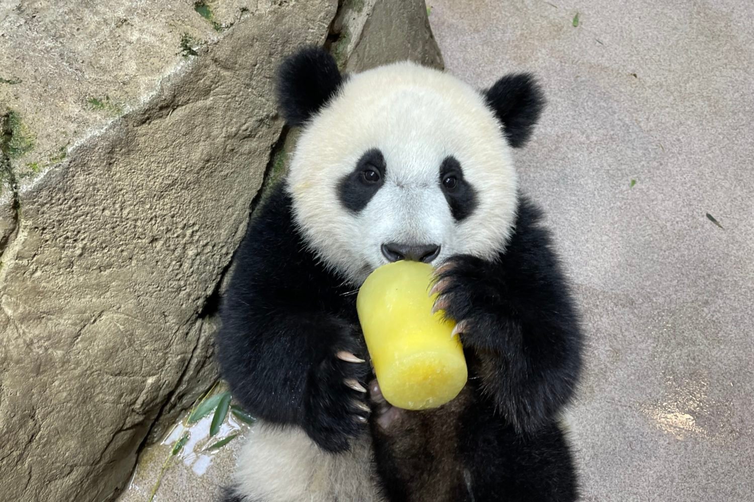 Happy Birthday, Baby! Photo courtesy of Smithsonian's National Zoo.