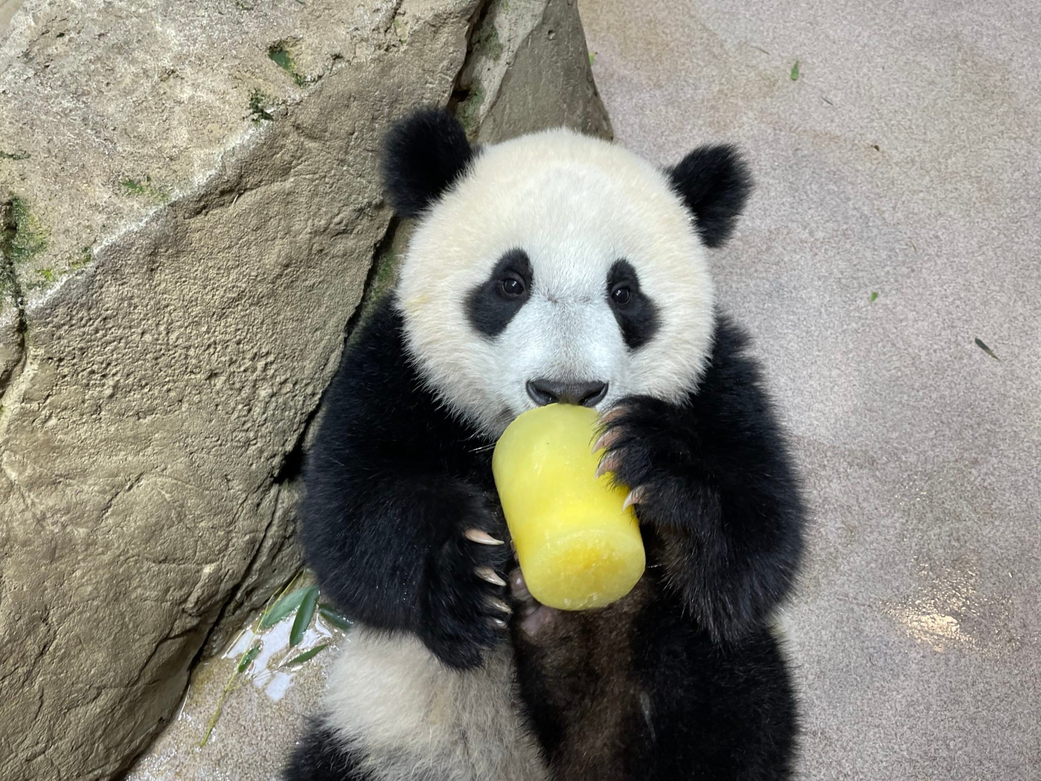 Happy Birthday, Baby! Photo courtesy of Smithsonian's National Zoo.