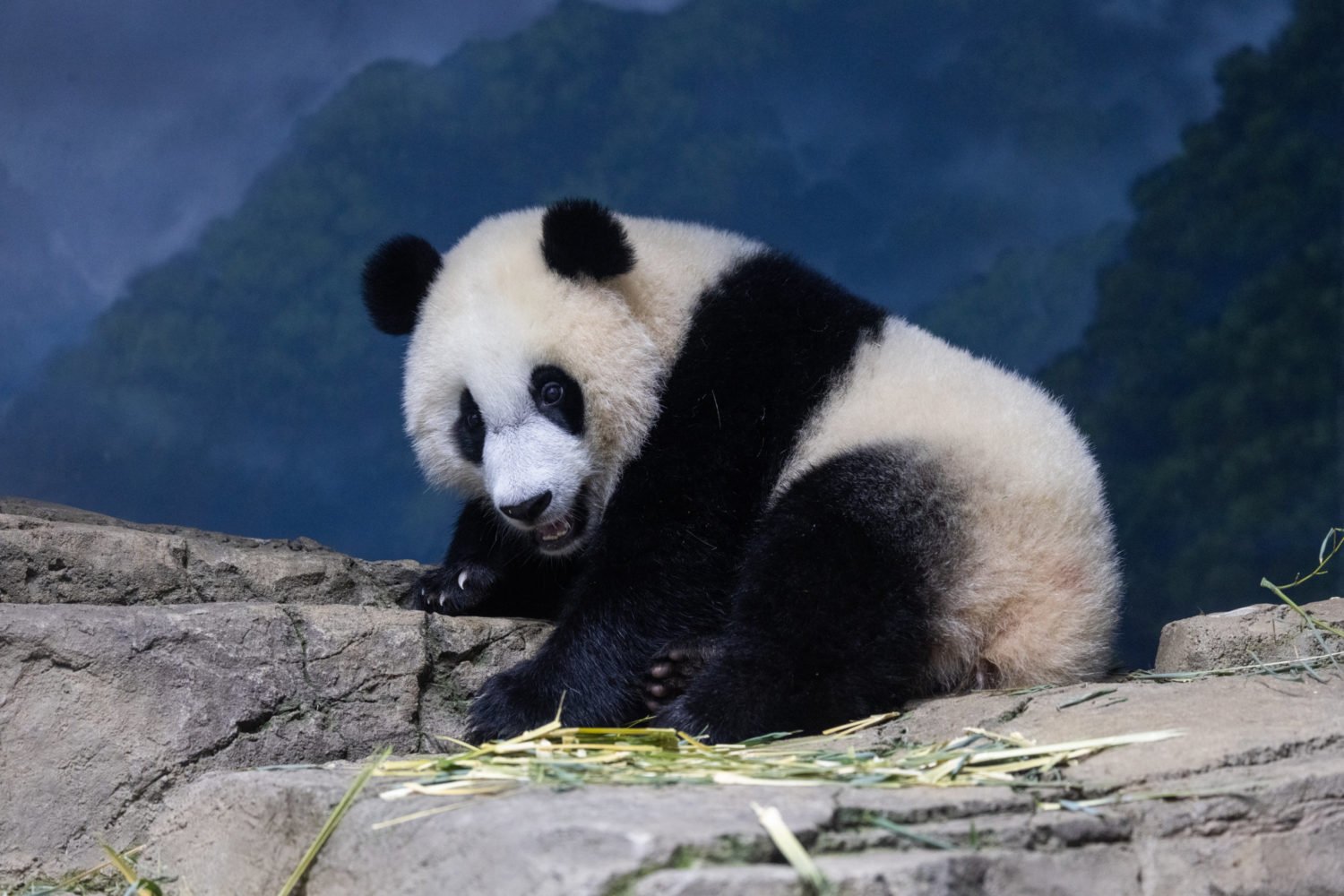 Panda Politics: What a Panda-Less DC Says About US Relations With China -  Washingtonian