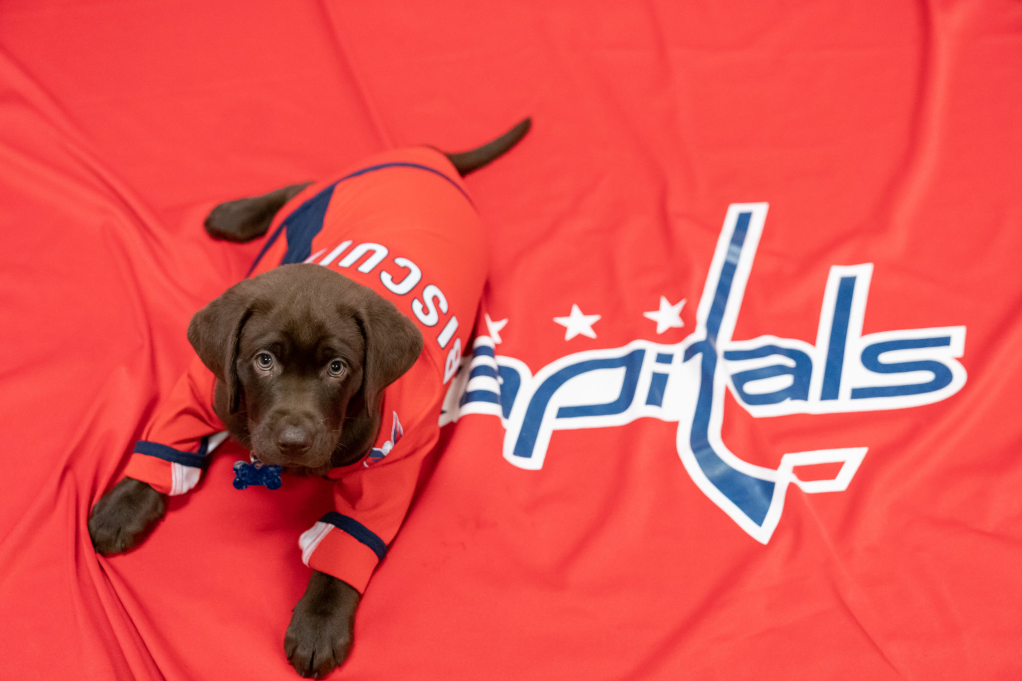 Capitals pup, Captain, attends final game as team dog