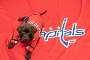 The Washington Capitals Have a New Team Puppy