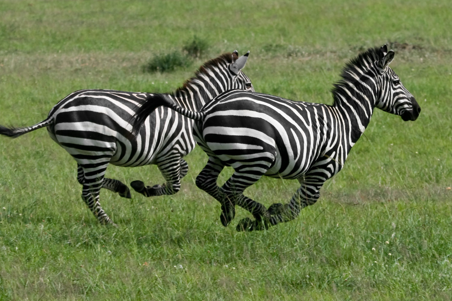 Eleanor Holmes Norton Zebras