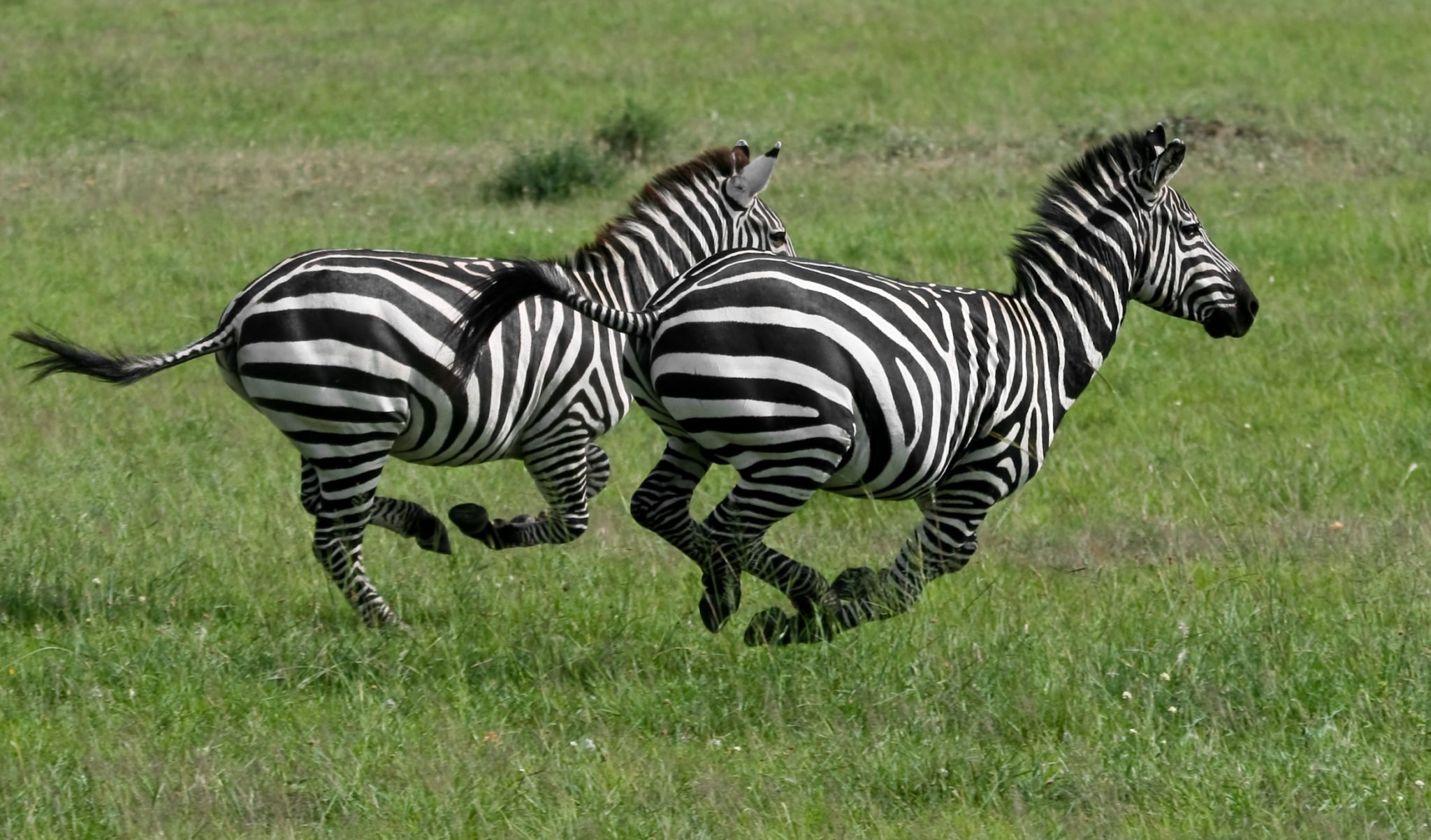 Eleanor Holmes Norton Zebras