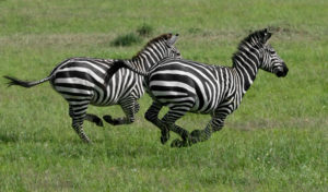 Rest in Peace and Run Wild Forever, Maryland Zebra
