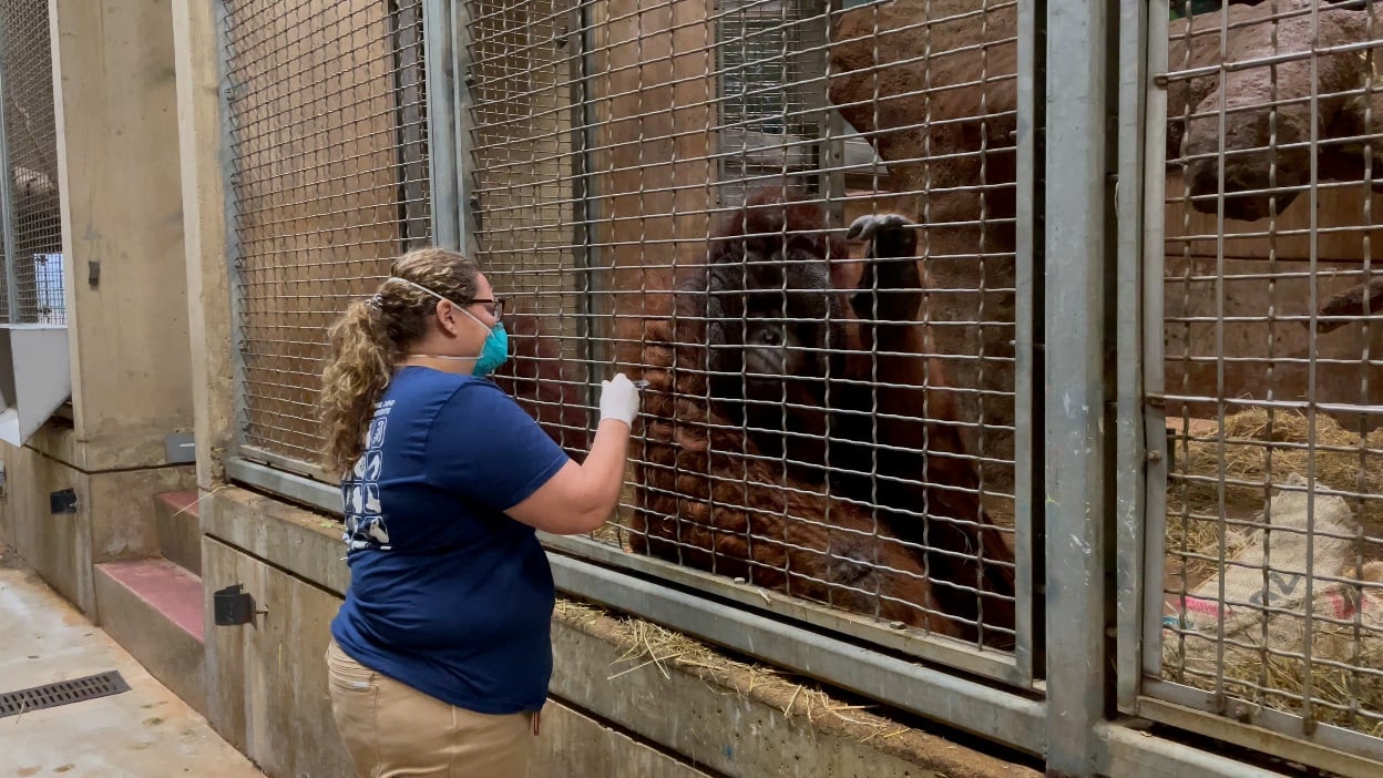 Orangutan Kyle has received his first dose of the vaccine. Photo by Becky Malinsky, Smithsonian’s National Zoo.