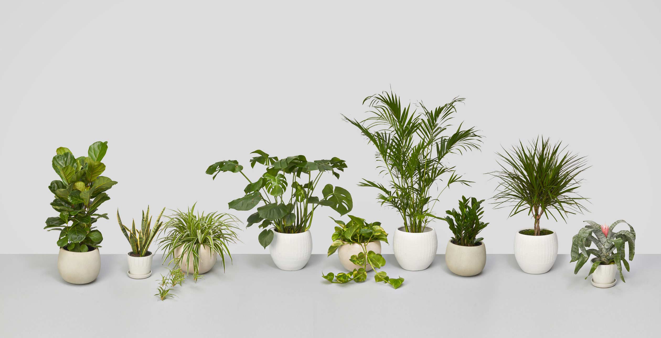 Ask an Expert: How to Care for the Most Popular Houseplants - Vimarsana News