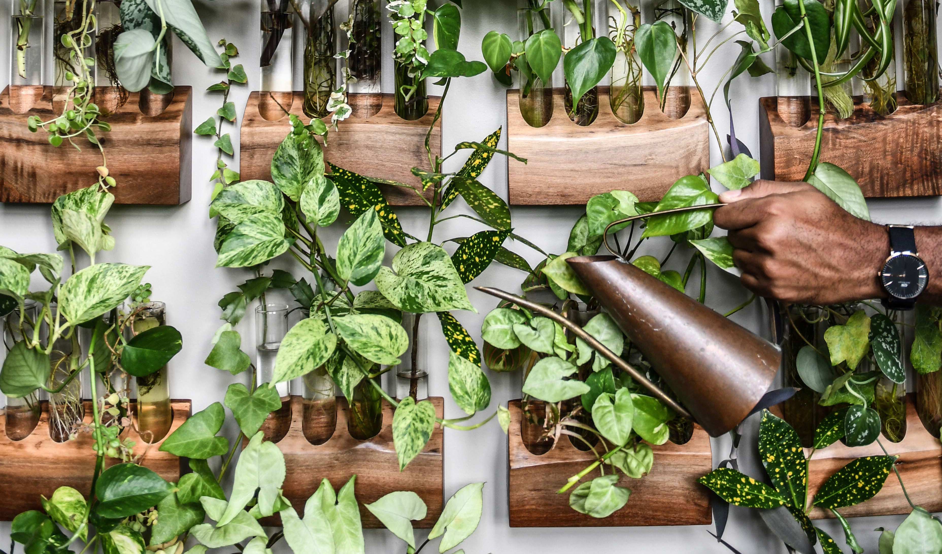 The Washingtonian Guide to Decorating With Houseplants - Vimarsana News