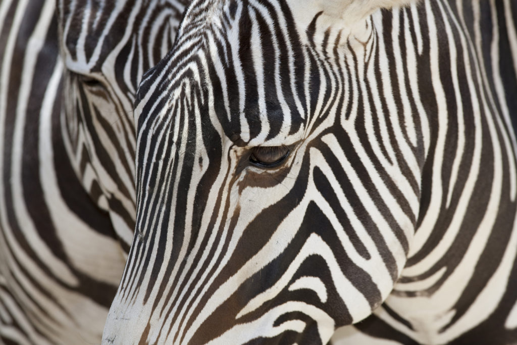 The Fugitive Maryland Zebras Have Been Found - Washingtonian