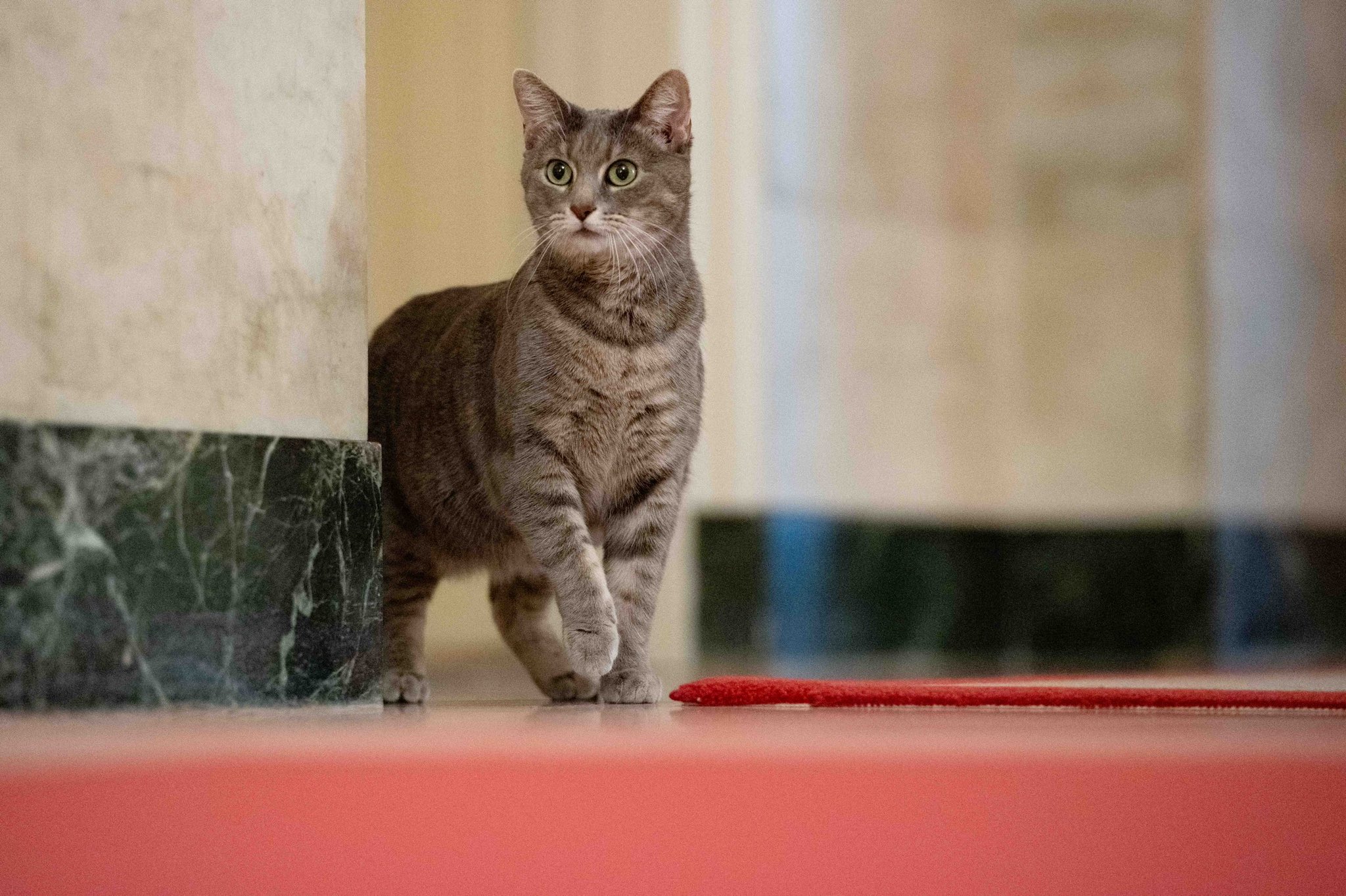 The Bidens Finally Got a Cat - Vimarsana News