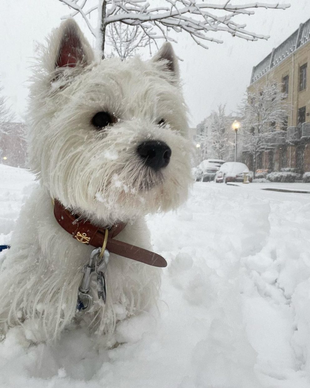 Check Out These Cute Pics of Pets in the Snow - Washingtonian