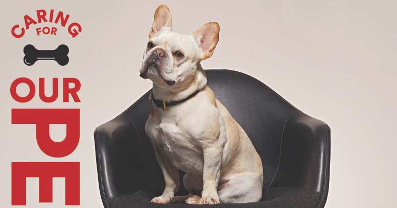 March 2022: Our Pets - Vimarsana News