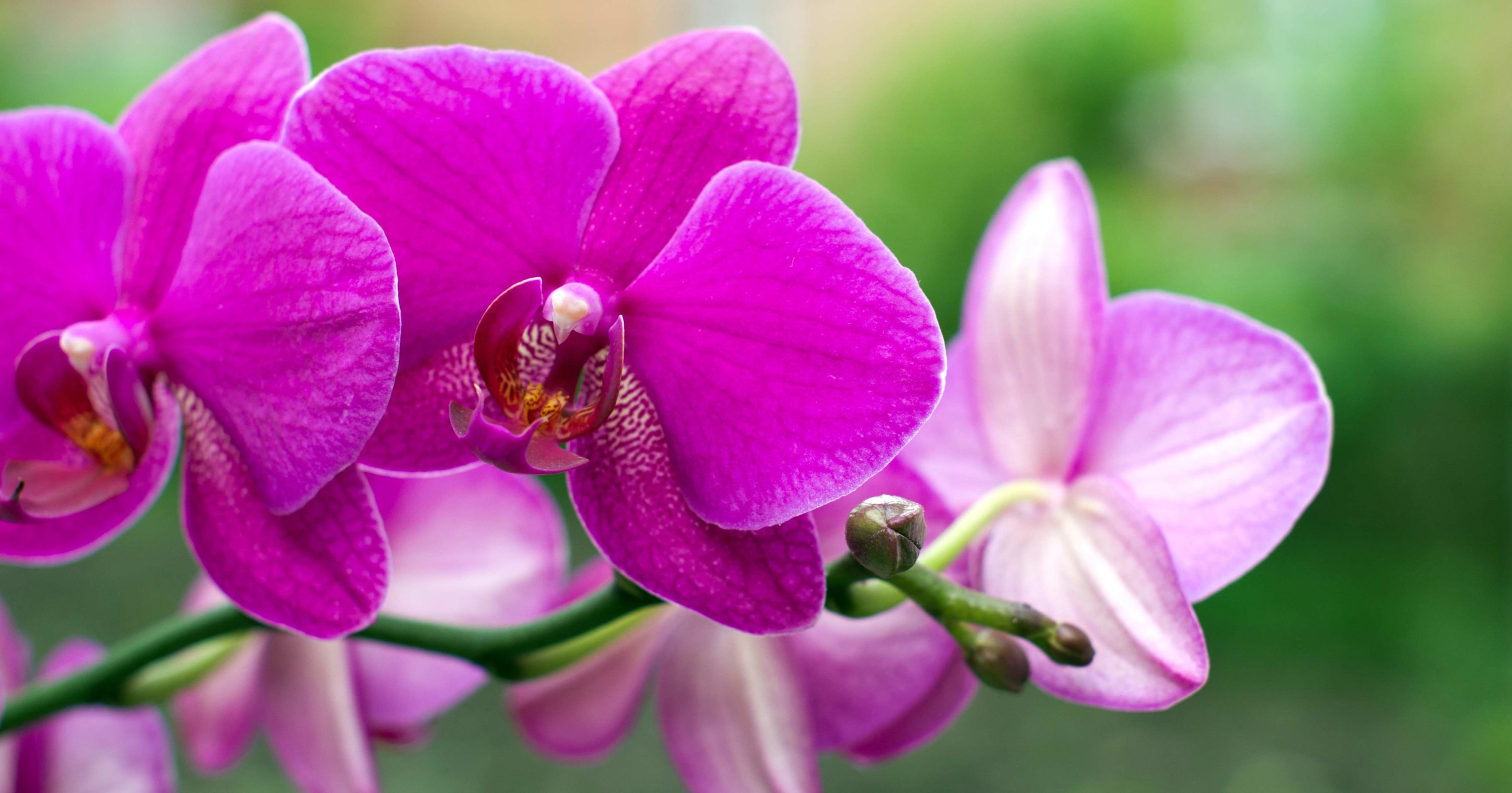 Orchid-Filled Rooms, Disco Balls, and Chocolate City: Last-Minute DC-Area Weekend Ideas 2/3-2/6 - Vimarsana News