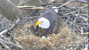DC’s Horny Bald Eagles Are Expecting Again