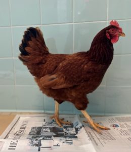 The Inside Story of Pentagon Chicken’s Capture