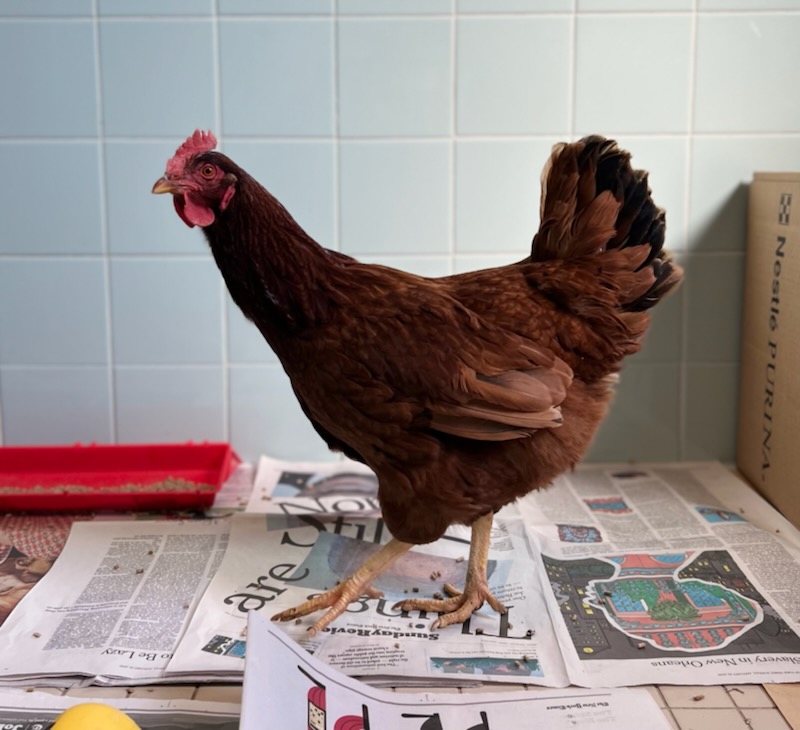 henny penny 2 - Washingtonian