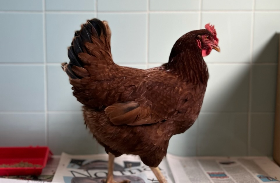 henny penny crop twitter - Washingtonian