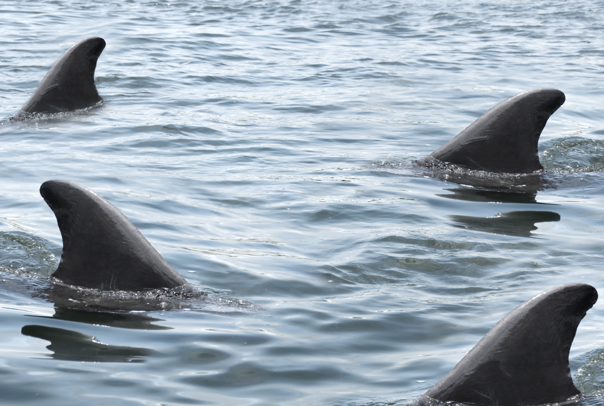 Let Us Now Mourn (or Maybe Not) DCist's Comments Section - Vimarsana News