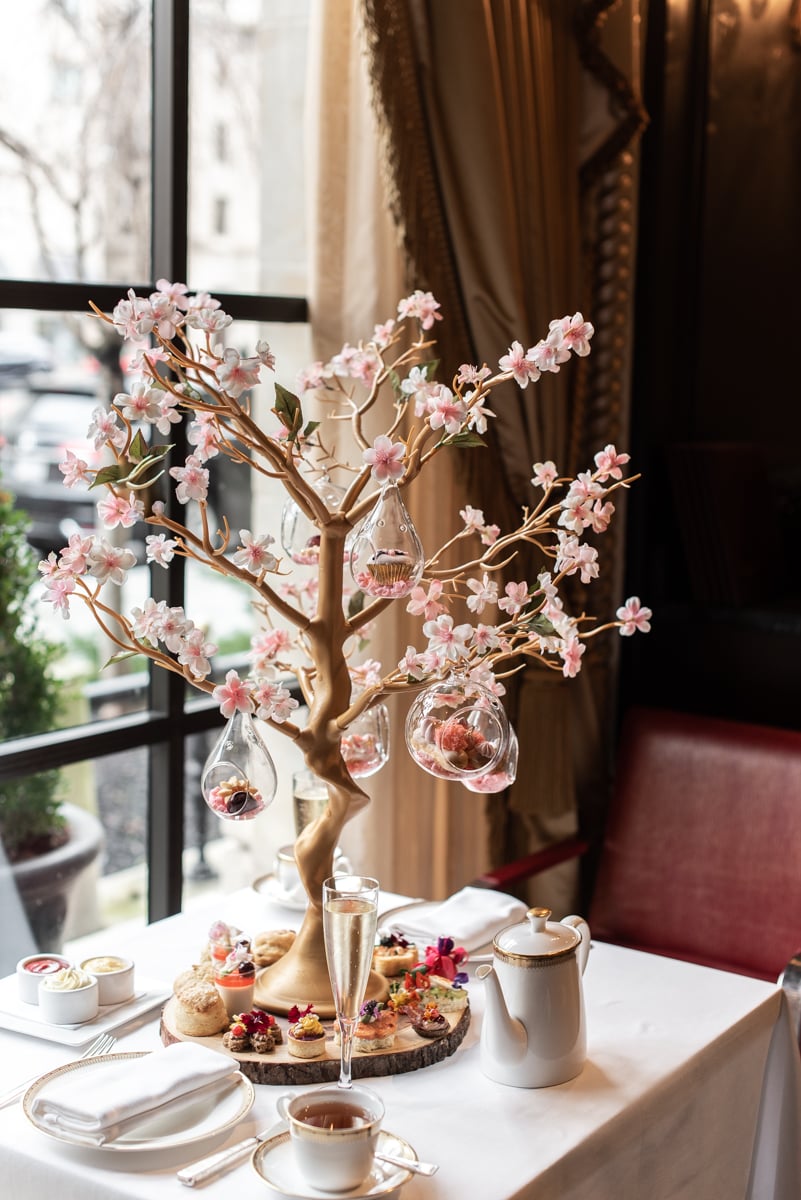 Cherry Blossom Tea 2 - Washingtonian