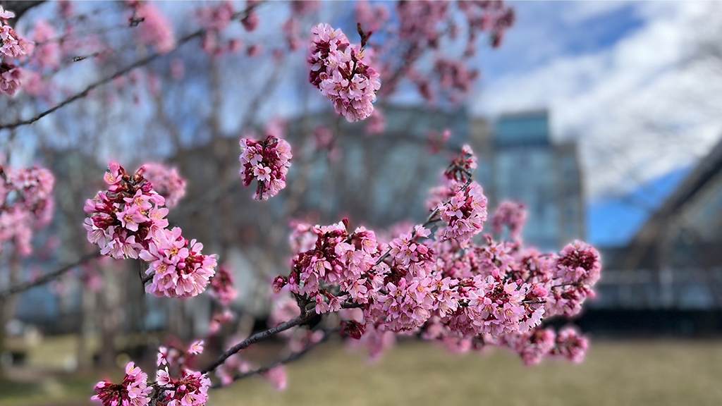 Cherry Blossom Nats, Wizard Uniforms — Pretty In Pink, Blah