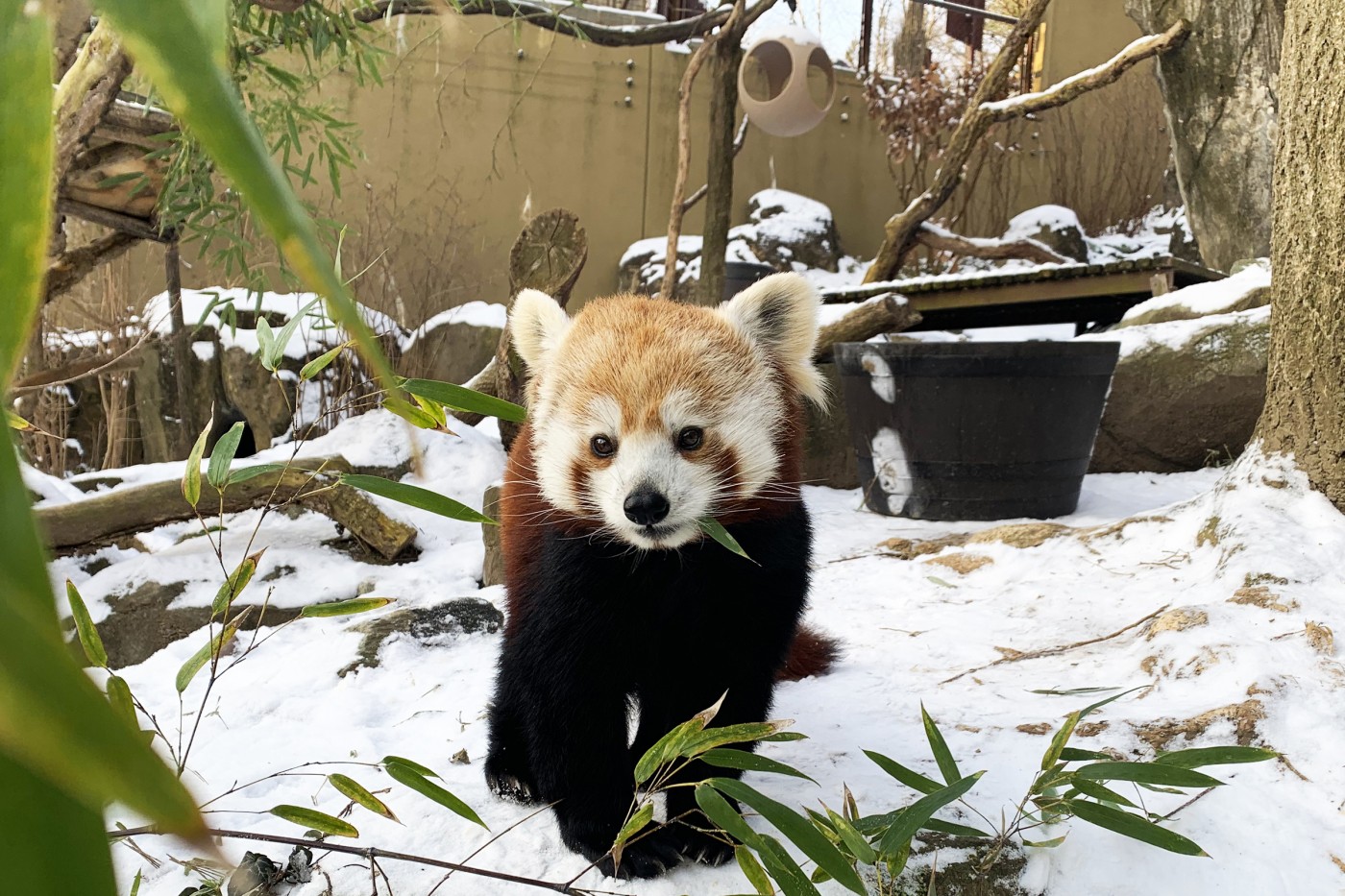 asa red panda - Washingtonian