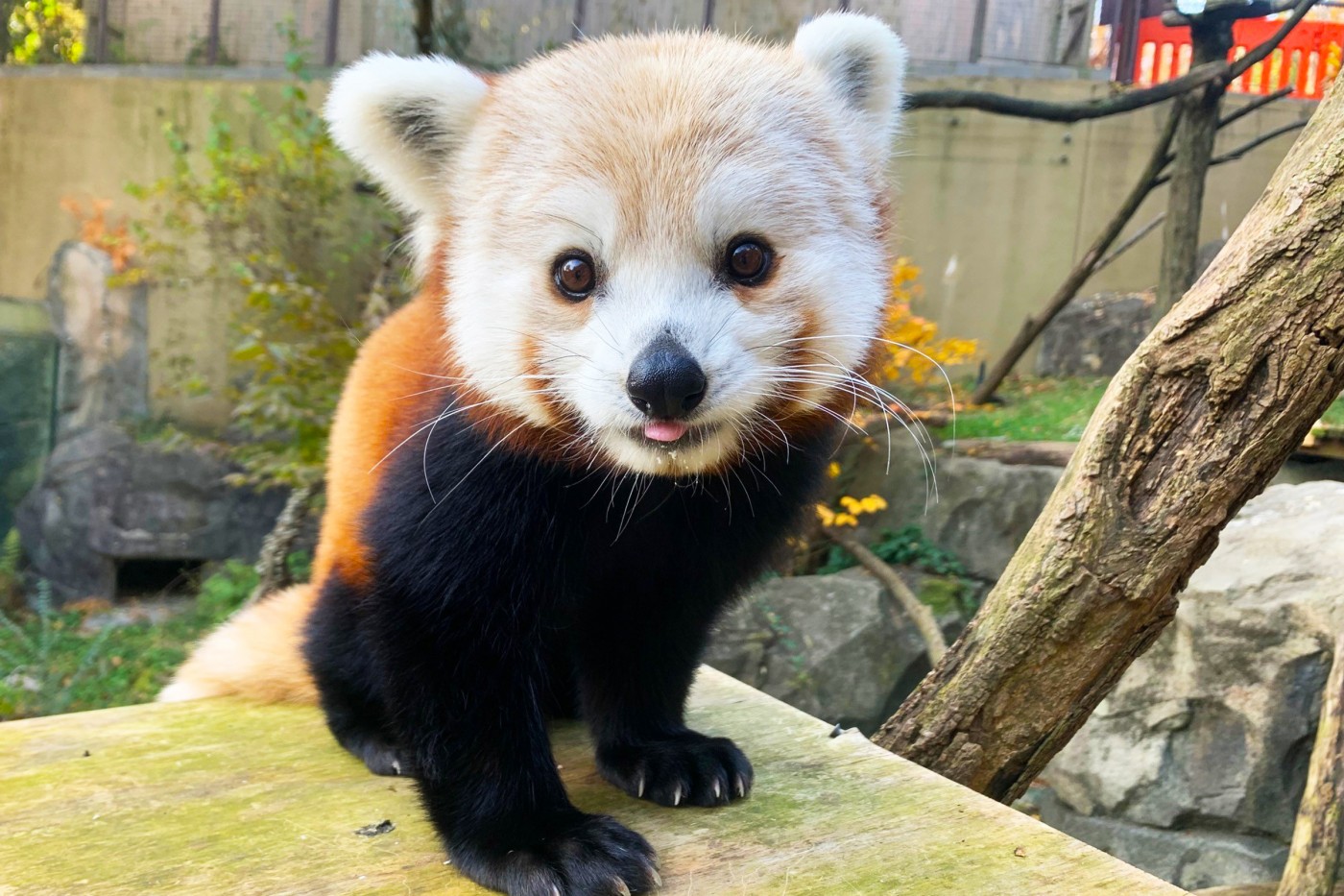 chris-anne red panda - Washingtonian