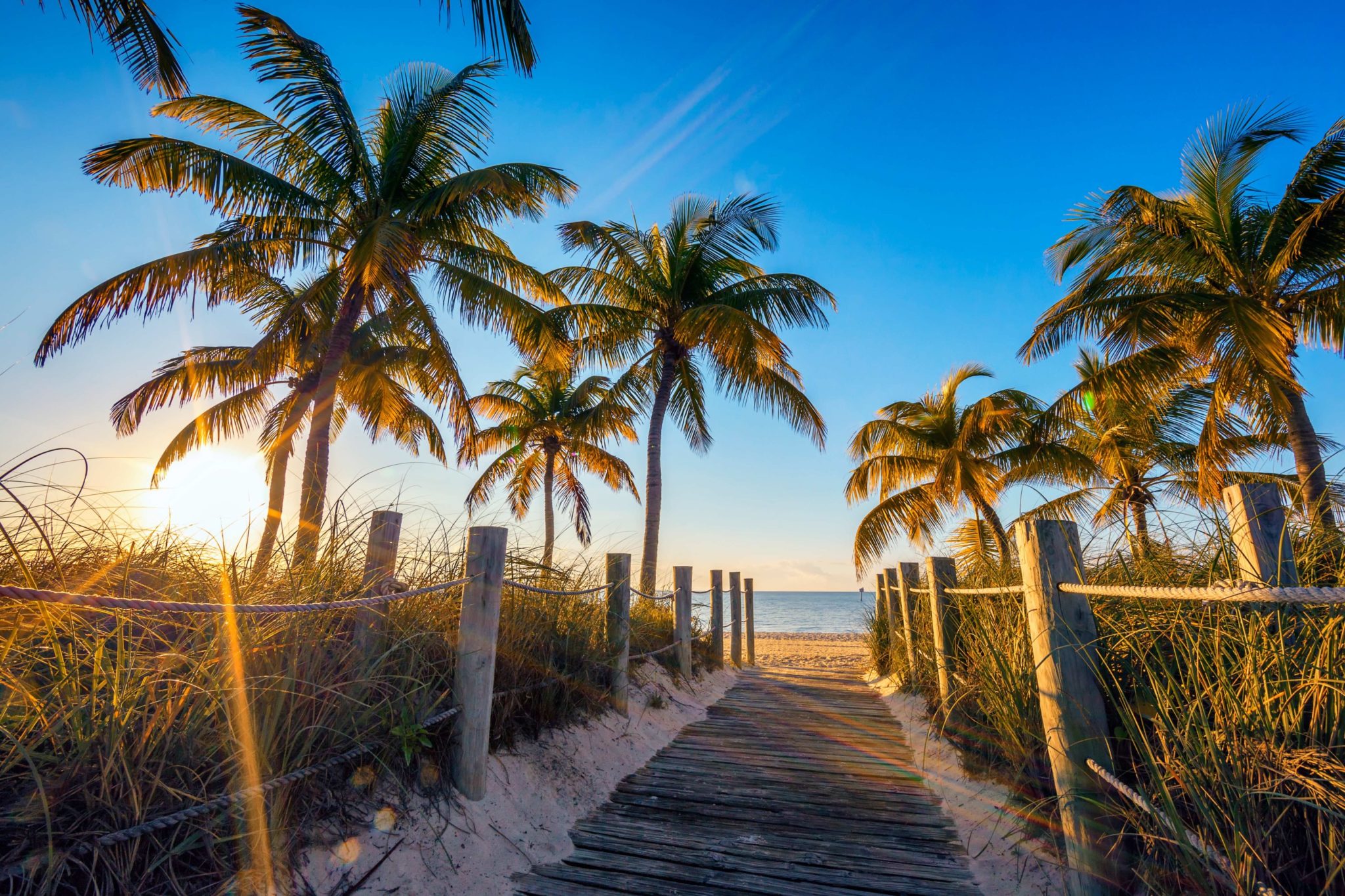 A beach trail filled with palms trees.