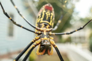 Plummeting Spiders, Other Plagues on Their Way to DC