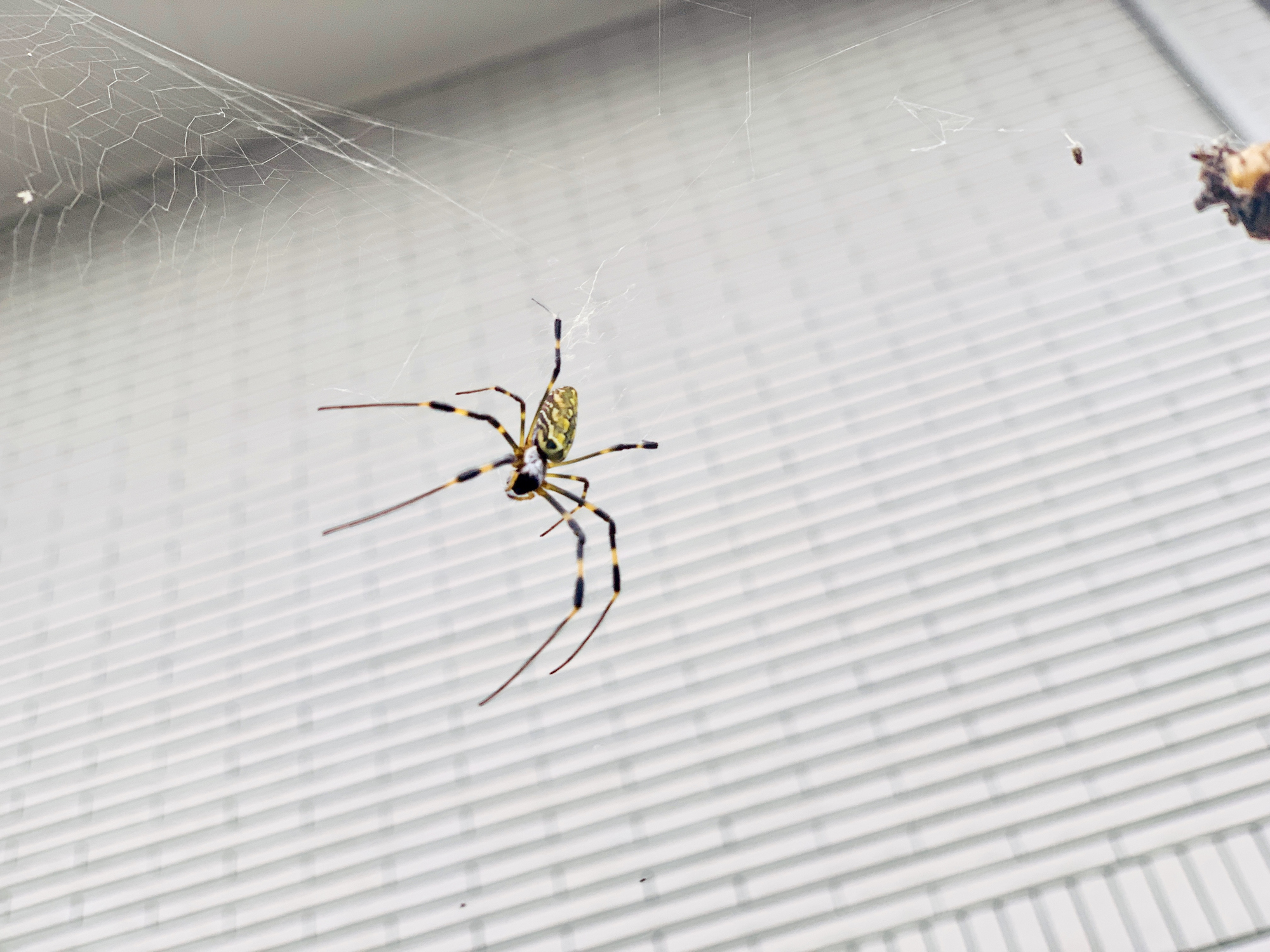 Joro spider - Washingtonian Joro Spiders DC