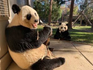 A Look Back at DC’s Best Panda Moments