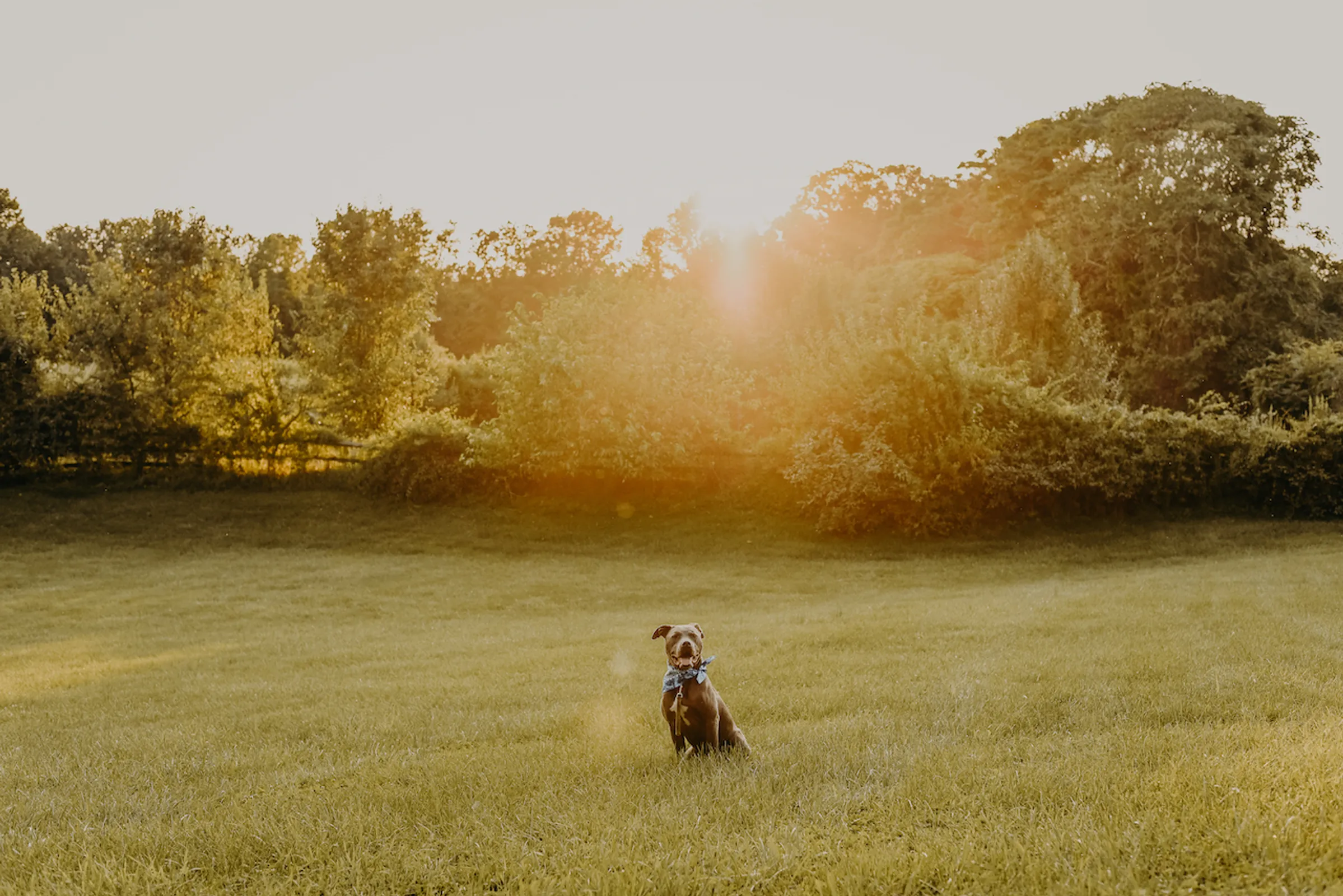 Why Does My Dog Run Around The Yard